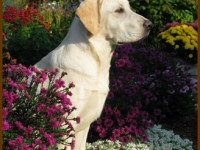 dogflowers