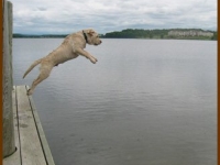 dogjump