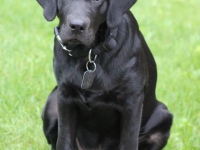 Monk and Skye pup at 6 months of age. "Sig"