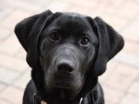 Monk and Skye pup at 6 months of age -  "Sig"