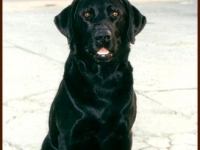 scan1