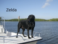 zeldaflorida-copy
