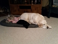 Bo with his Big Brother Sparky ( also from TLC ACRES)