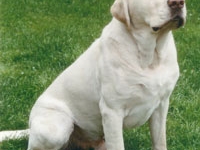 maxwellsire2
