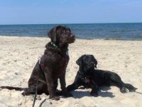 new_puppy_pictures_209