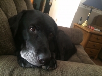 Our Girl Shadow