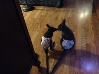 photo 1-Babies Ruby and Sydney