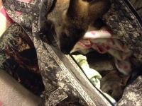 It's in the bag