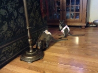 photo 2-Babies Ruby and Sydney