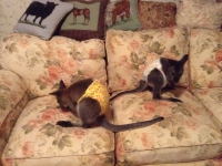 photo - diaper covers